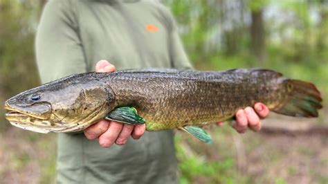 Bowfin .